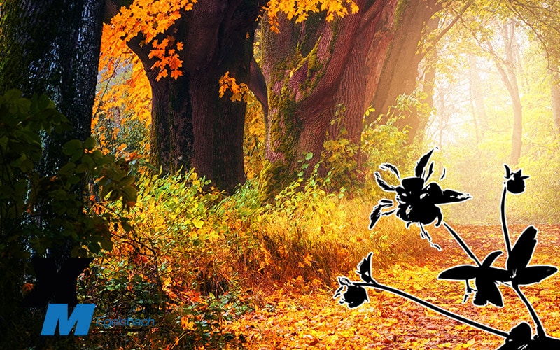 Herbststimmung: Bild und Vektor gephotoshopped